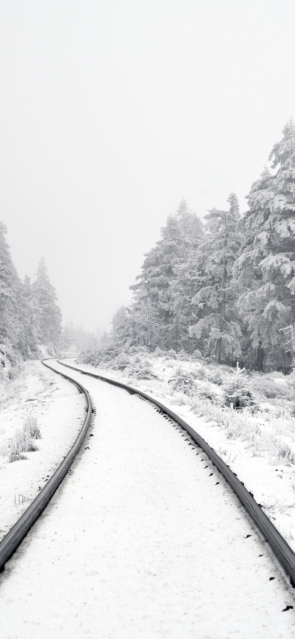 Обои Писание об исполнении, растение, снег, дерево, ветвь в разрешении 1242x2688