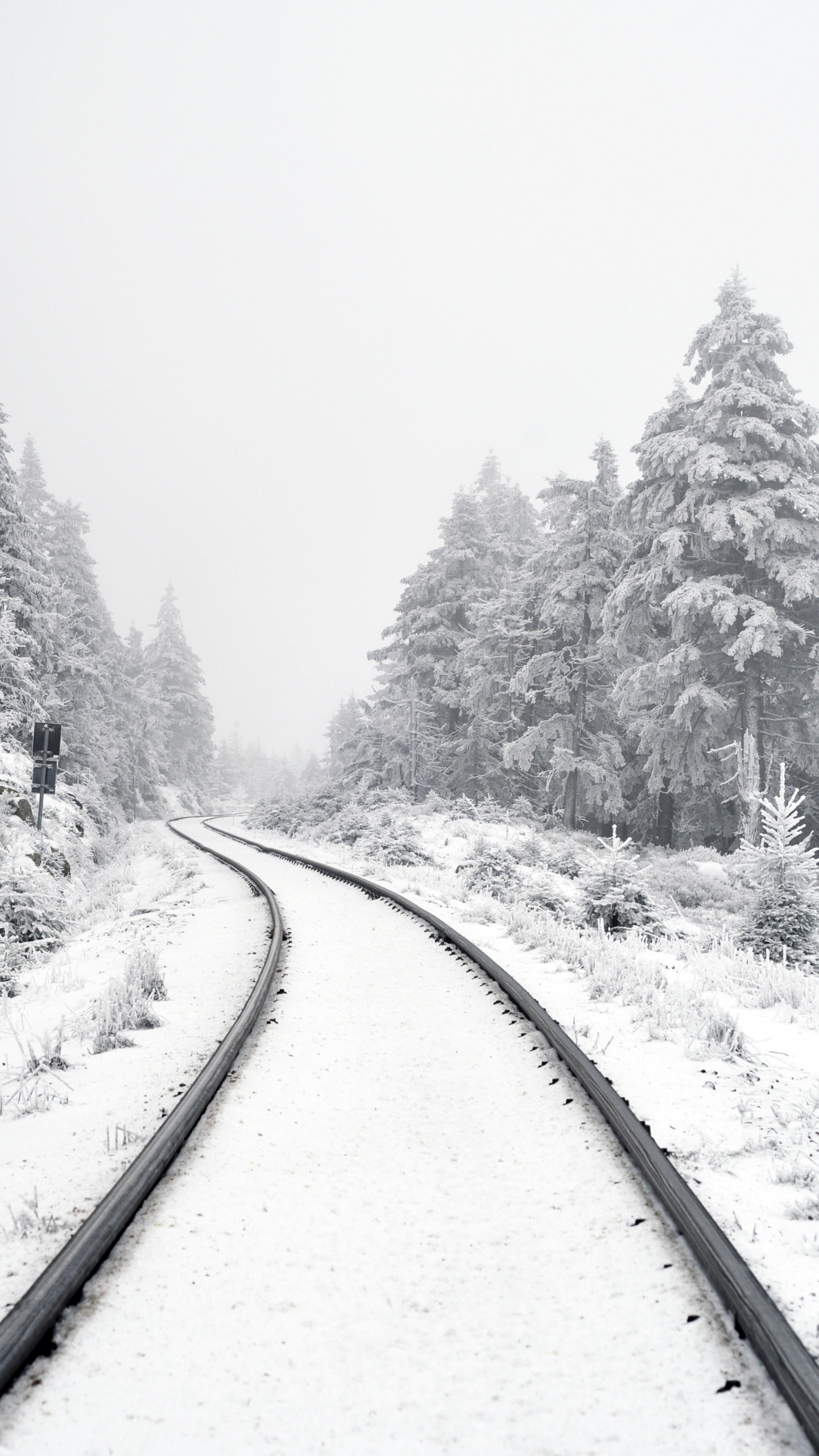 Обои Писание об исполнении, растение, снег, дерево, ветвь в разрешении 1440x2560