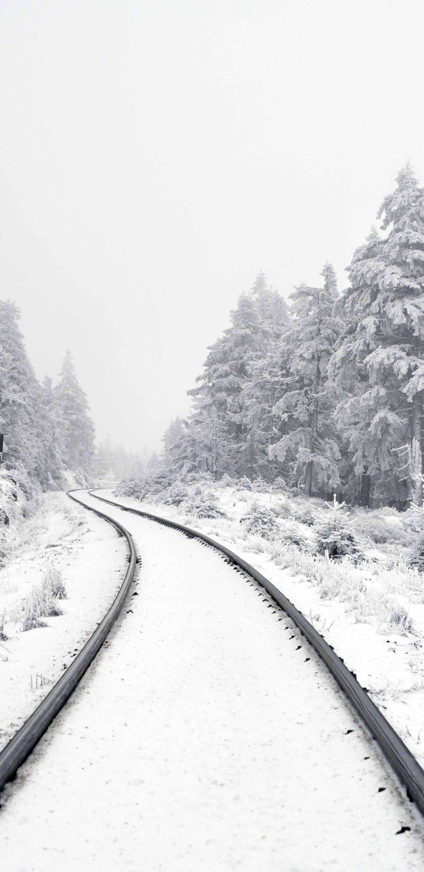 Обои Писание об исполнении, растение, снег, дерево, ветвь в разрешении 1440x2960