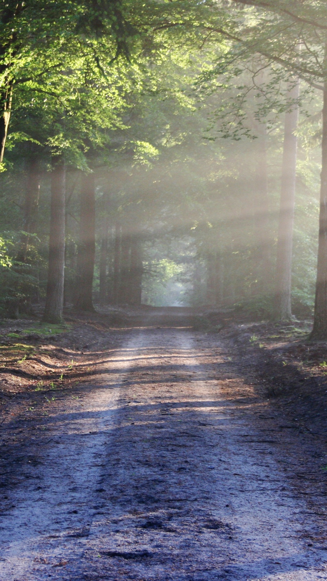 Обои лес, дерево, лесистая местность, природа, солнечный свет в разрешении 1080x1920