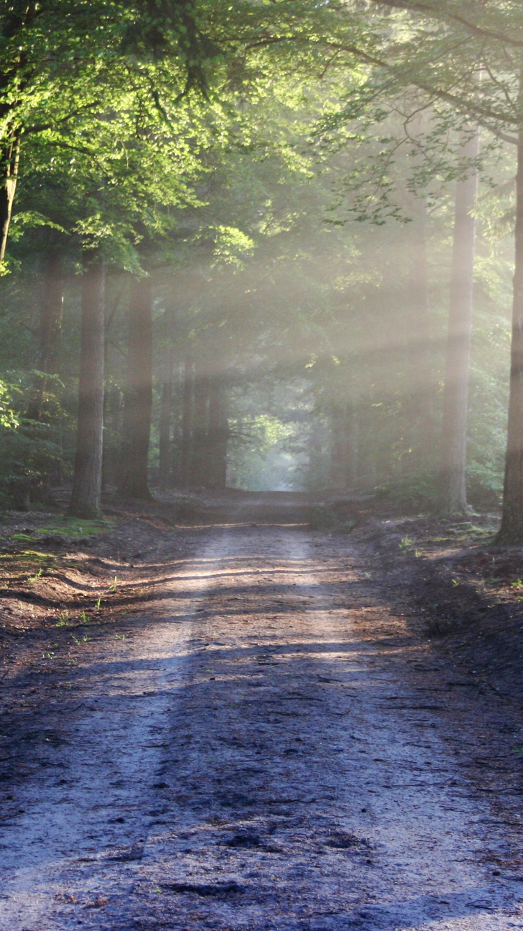 Обои лес, дерево, лесистая местность, природа, солнечный свет в разрешении 750x1334