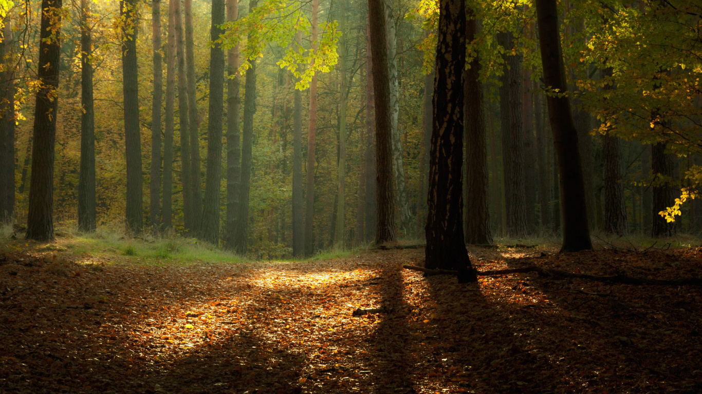 Обои лес, природа, лесистая местность, осень, старовозрастные леса в разрешении 1366x768
