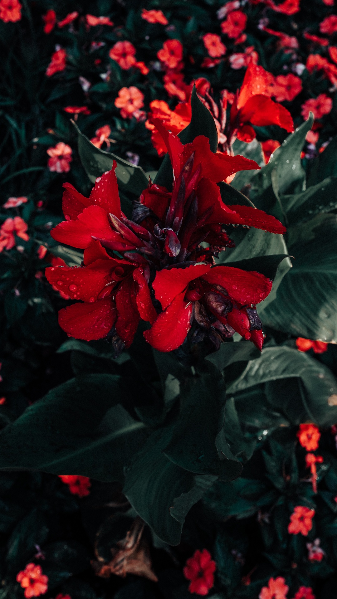 Обои пуансеттия, цветок, красный цвет, растение, цветковое растение в разрешении 1080x1920