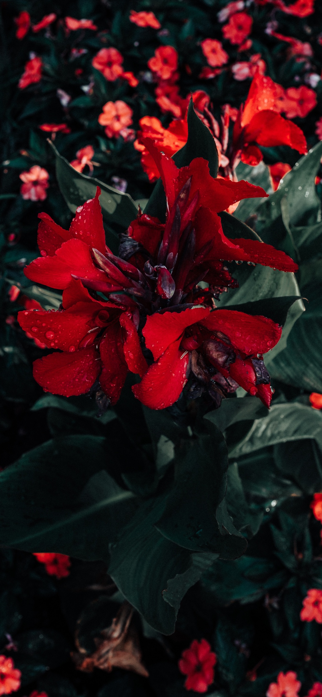 Обои пуансеттия, цветок, красный цвет, растение, цветковое растение в разрешении 1125x2436