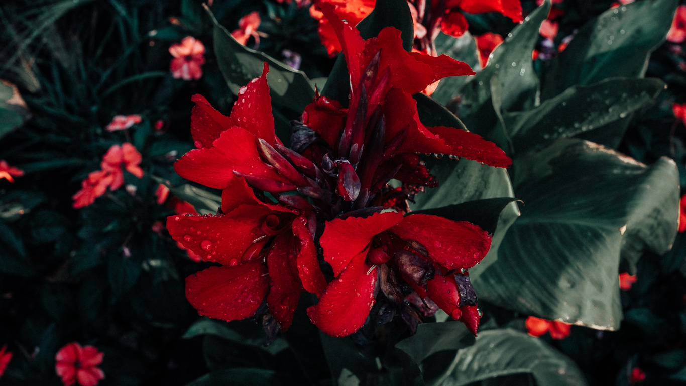 Обои пуансеттия, цветок, красный цвет, растение, цветковое растение в разрешении 1366x768