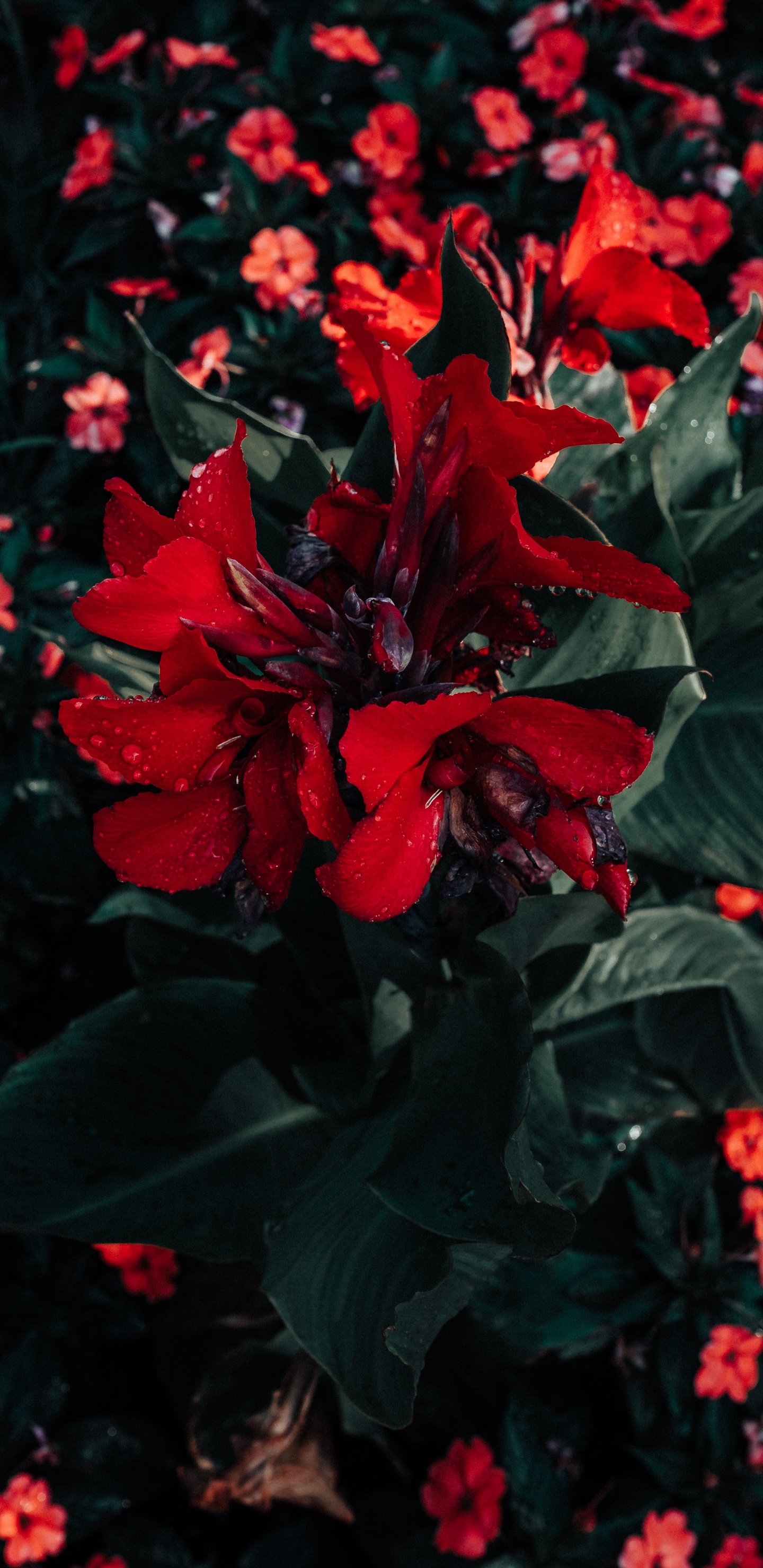 Обои пуансеттия, цветок, красный цвет, растение, цветковое растение в разрешении 1440x2960
