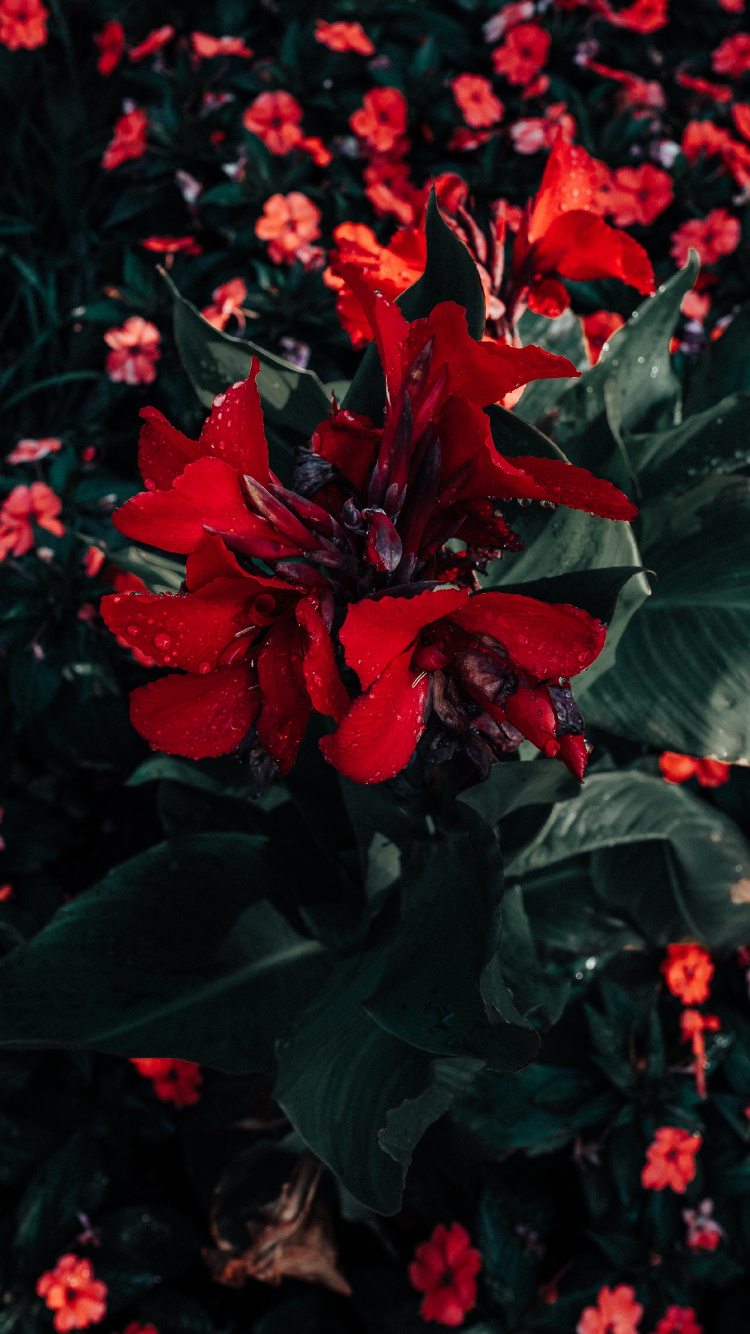 Обои пуансеттия, цветок, красный цвет, растение, цветковое растение в разрешении 750x1334