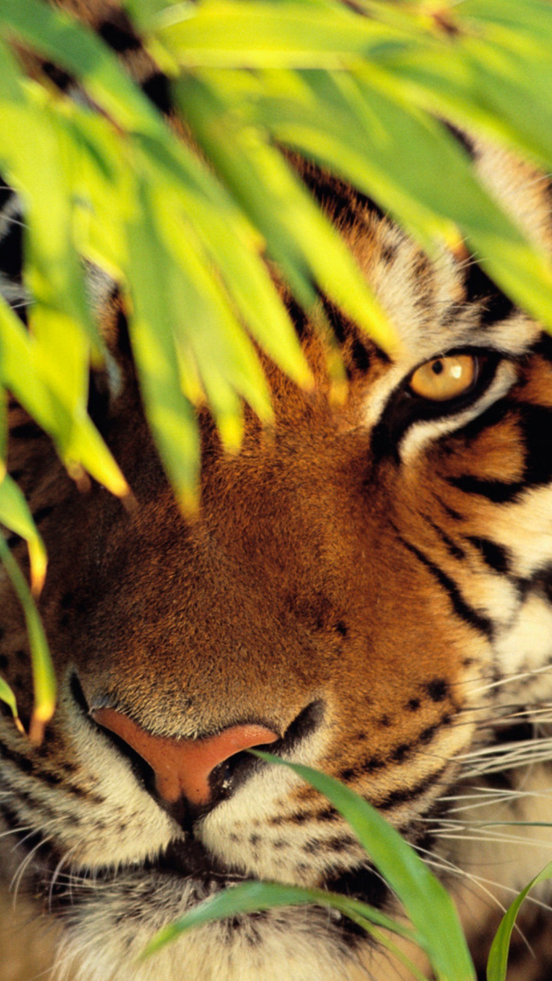 Обои Белый тигр, тигр, живая природа, наземные животные, бенгальский тигр в разрешении 1080x1920