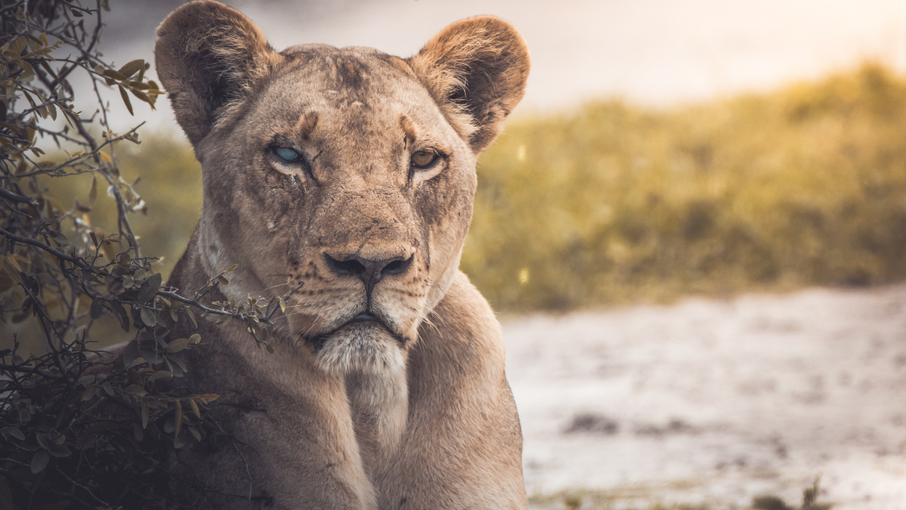 Обои Лев, живая природа, наземные животные, кошачьих, дикая местность в разрешении 1280x720