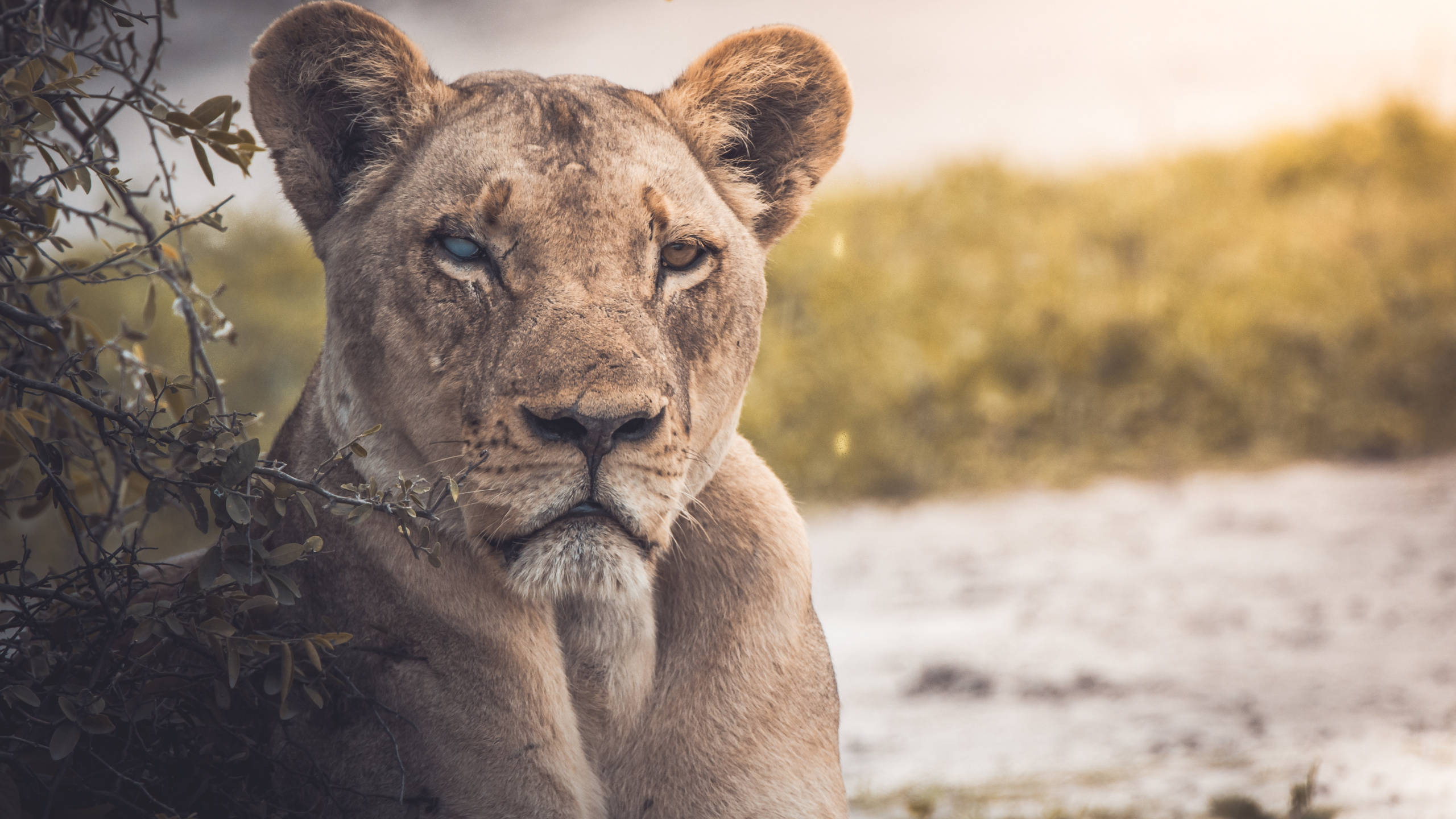 Обои Лев, живая природа, наземные животные, кошачьих, дикая местность в разрешении 2560x1440