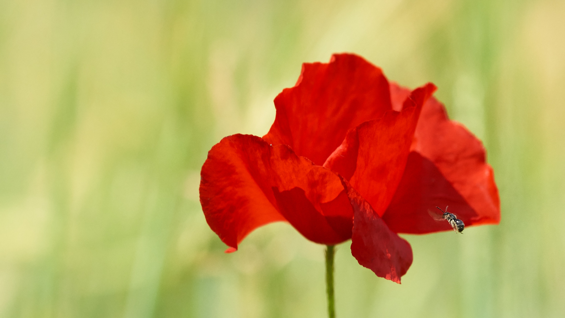 Обои цветок, полевой цветок, красный цвет, лепесток, растение в разрешении 1920x1080