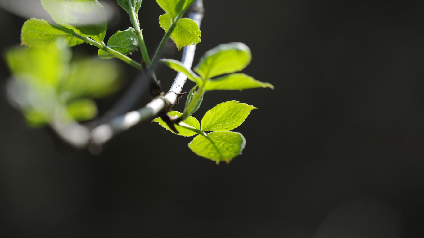 Обои ветвь, зеленый, растение, прут, дерево в разрешении 1366x768