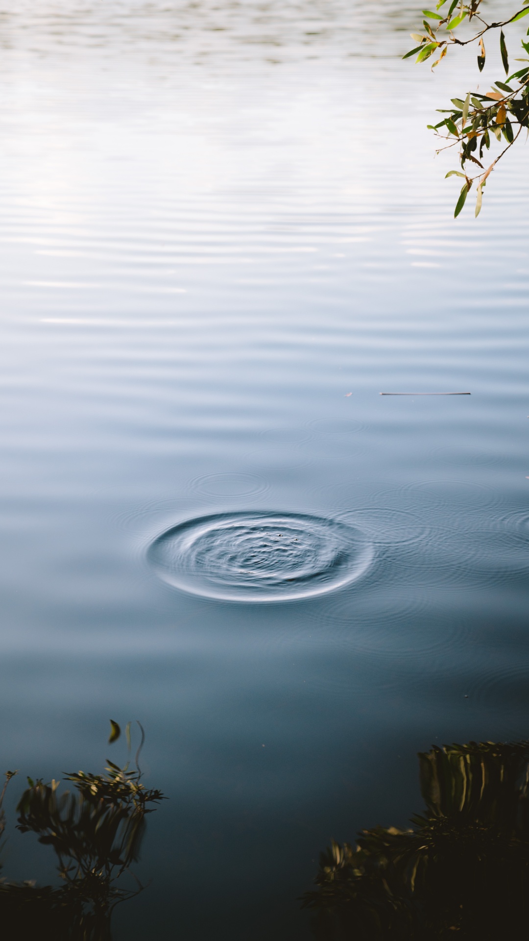 Обои спокойный, статуя, вода, дерево, озеро в разрешении 1080x1920