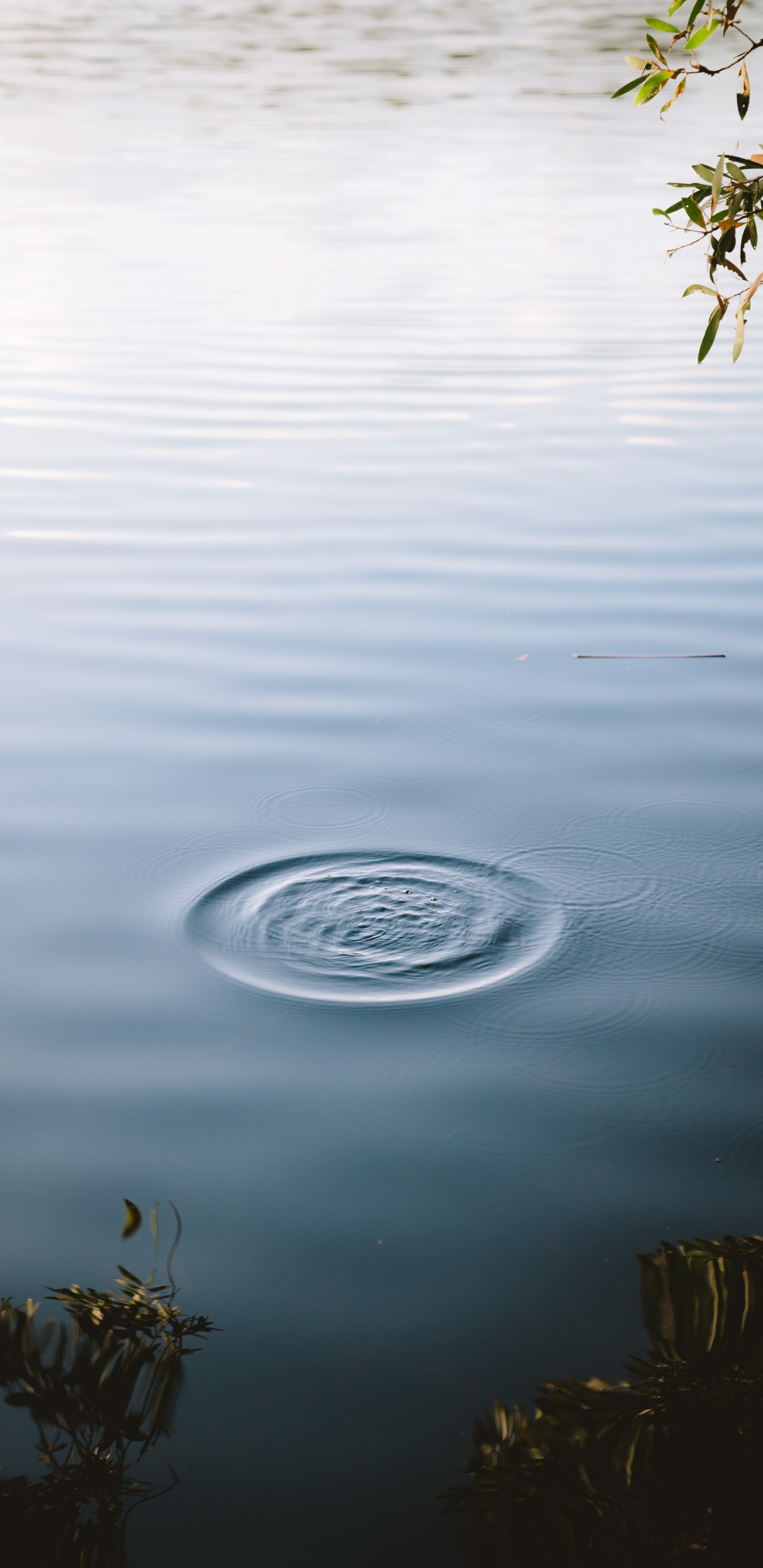 Обои спокойный, статуя, вода, дерево, озеро в разрешении 1440x2960