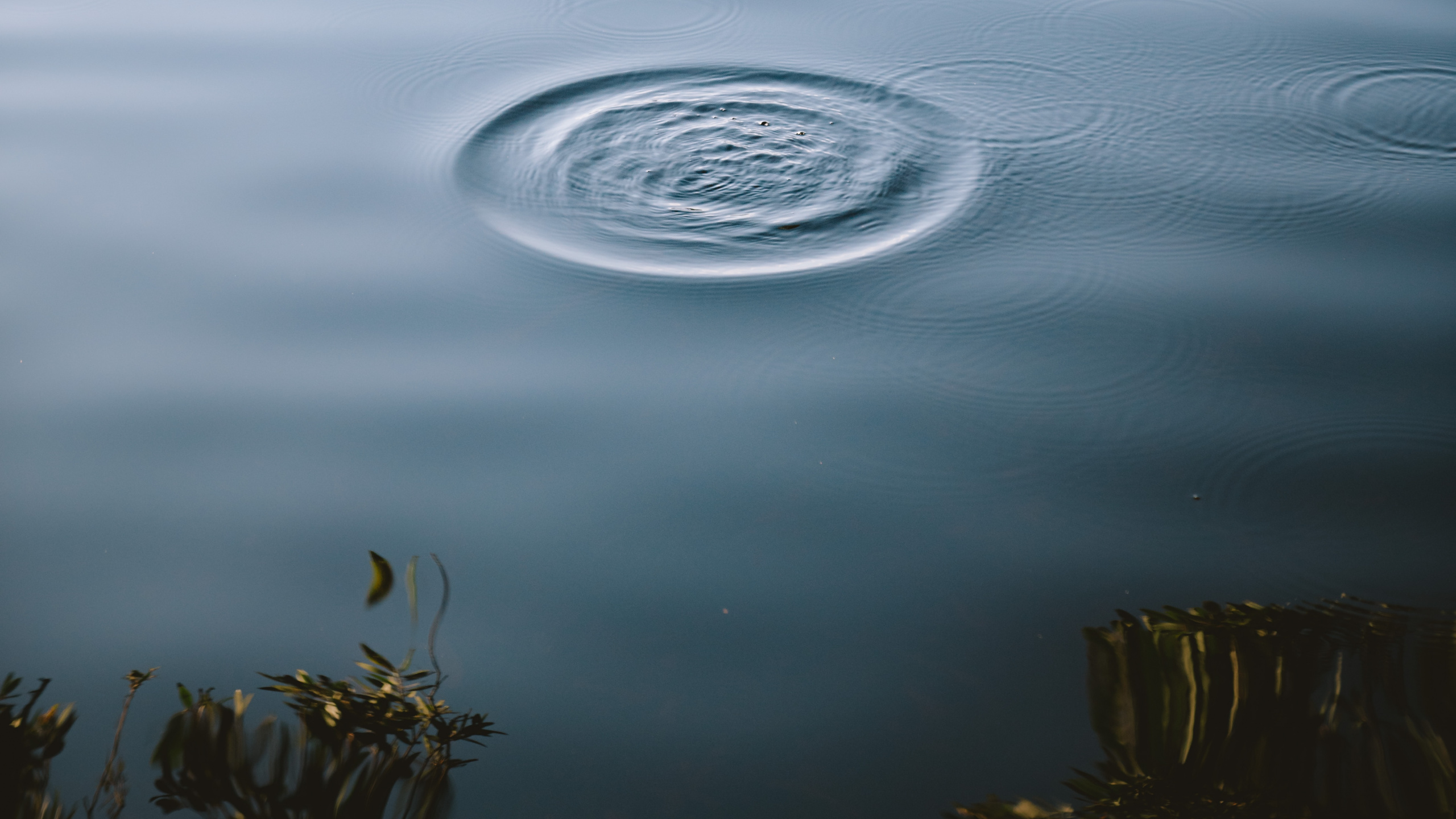 Обои спокойный, статуя, вода, дерево, озеро в разрешении 2560x1440