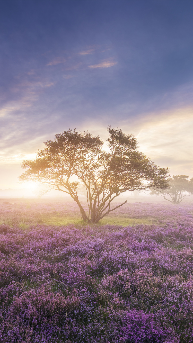 Обои весна, цветок, цветение вишни, облако, поле в разрешении 750x1334