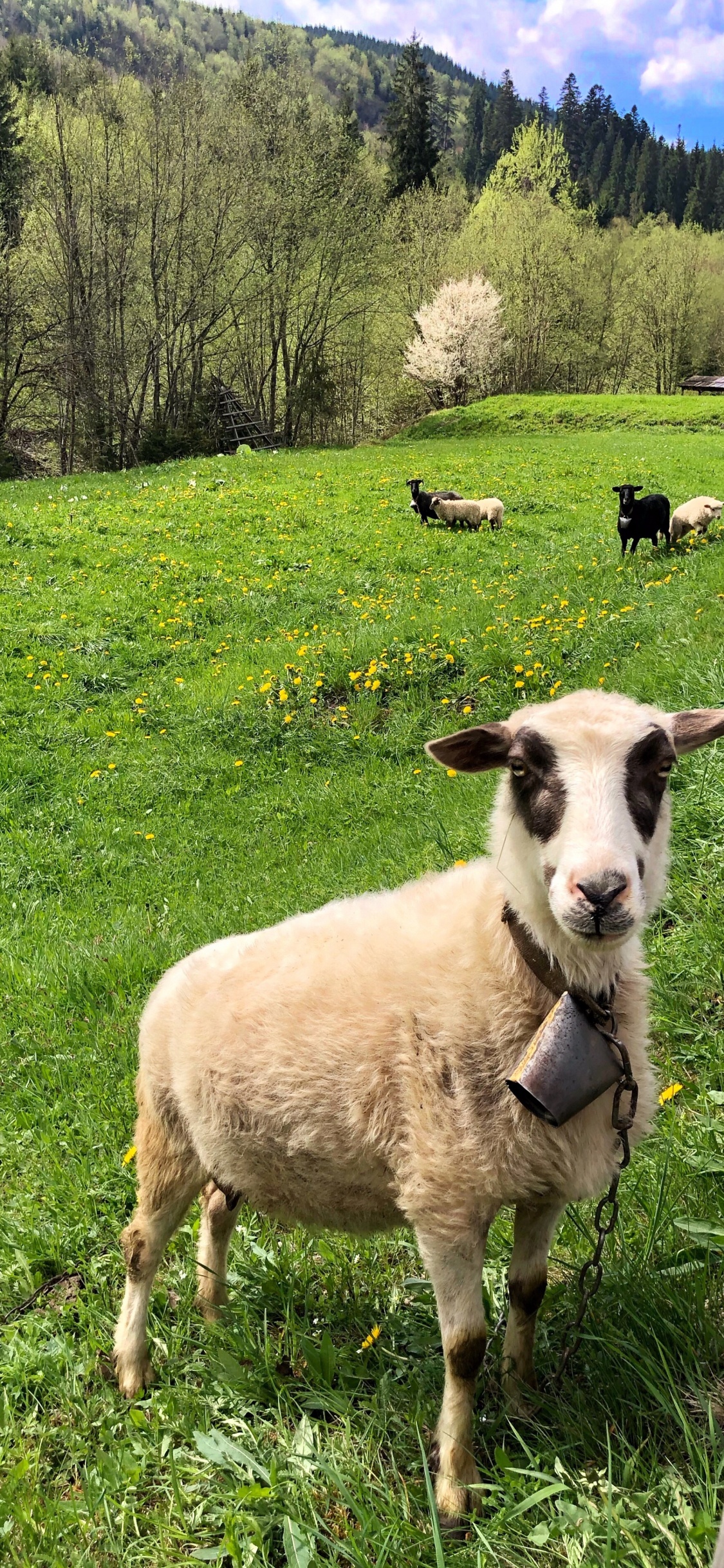Обои овца, окружающая среда, зеленый, выгон, природный ландшафт в разрешении 1125x2436