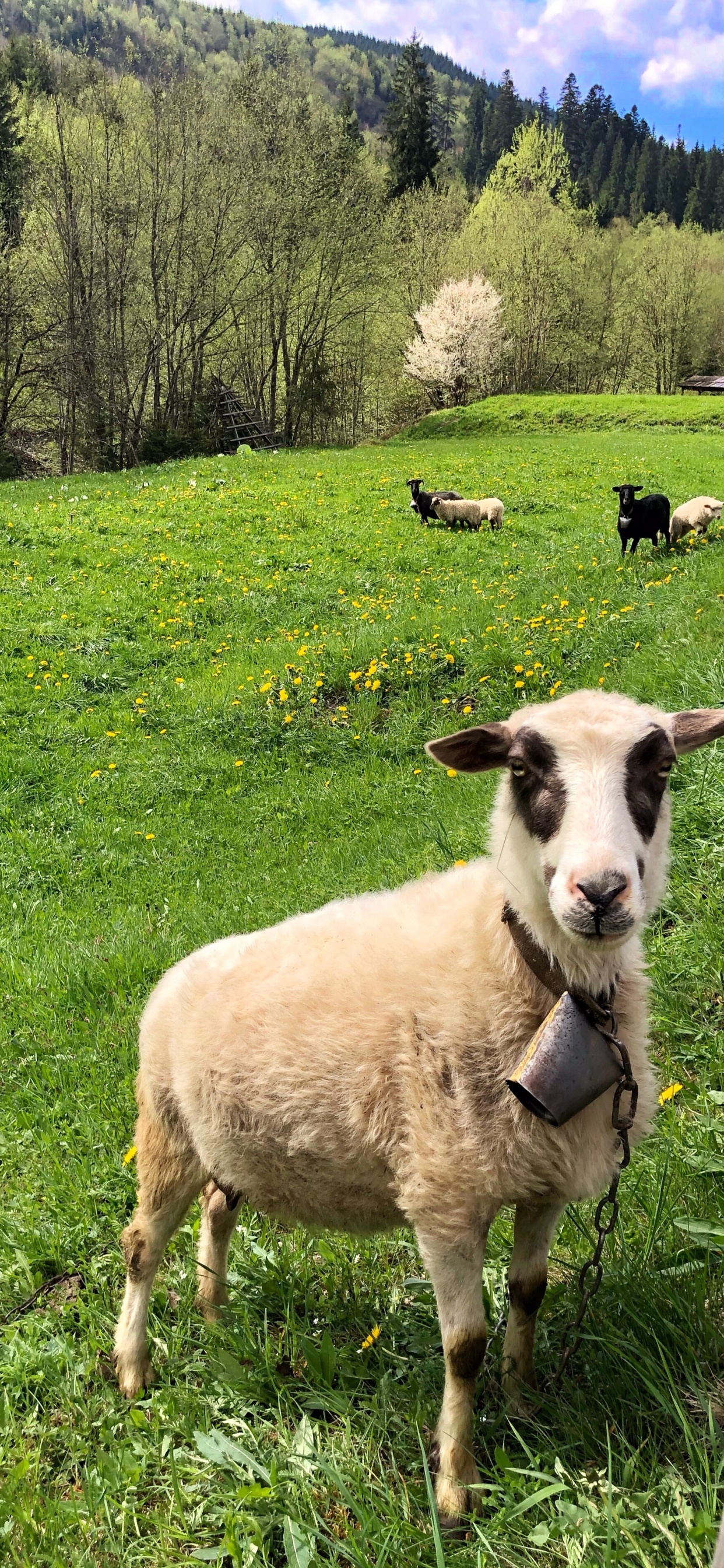 Обои овца, окружающая среда, зеленый, выгон, природный ландшафт в разрешении 1242x2688
