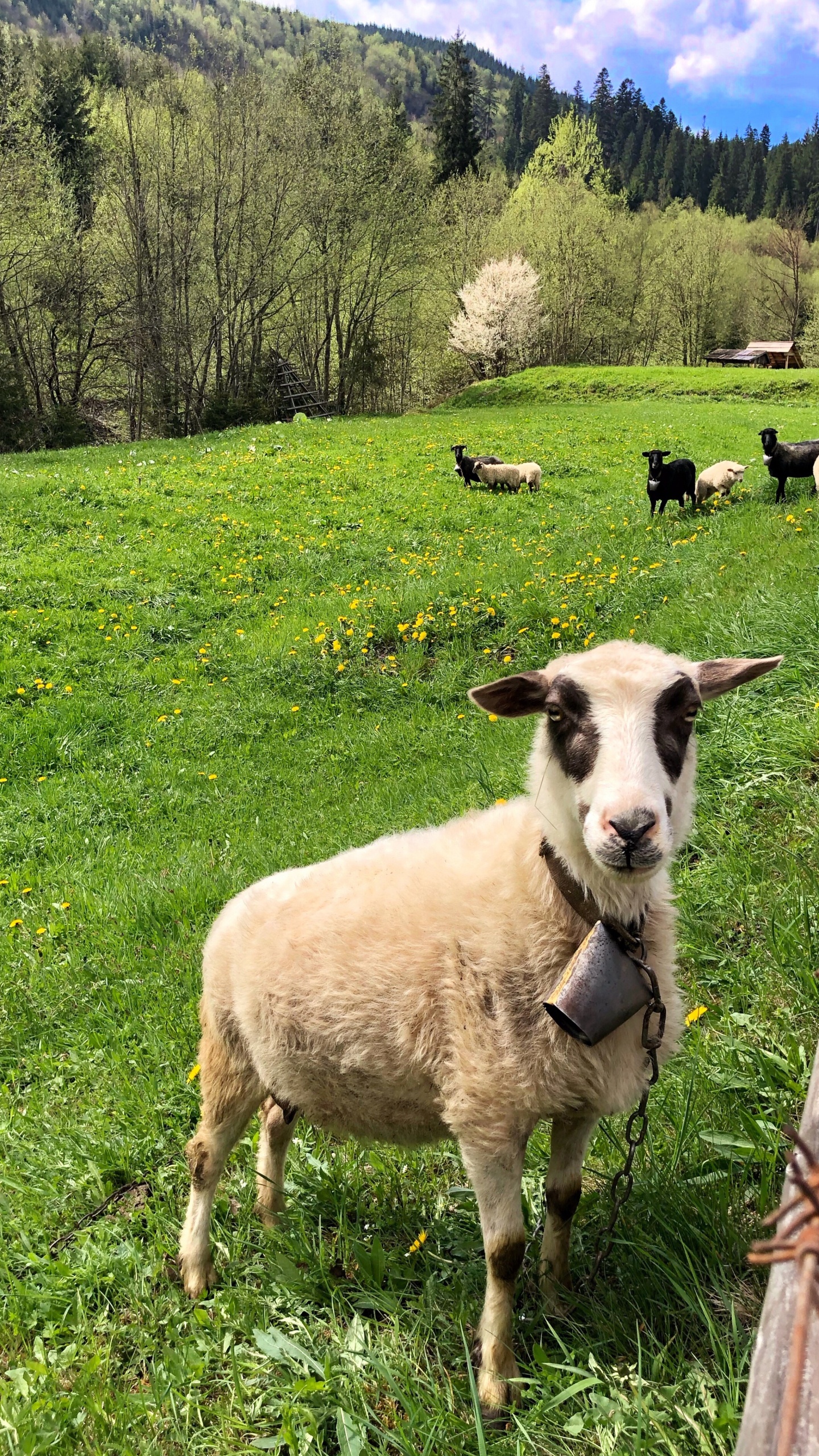 Обои овца, окружающая среда, зеленый, выгон, природный ландшафт в разрешении 1440x2560