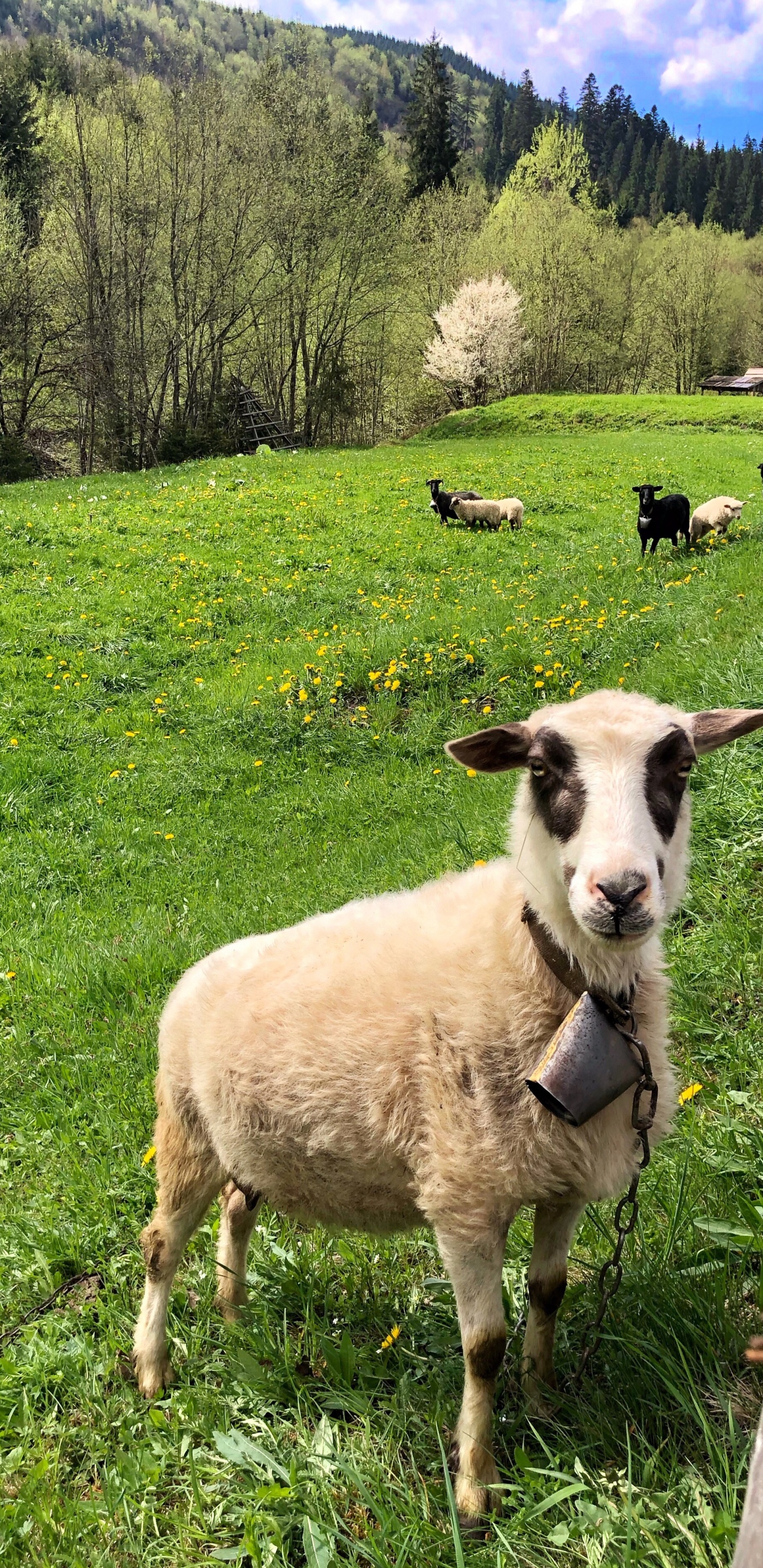 Обои овца, окружающая среда, зеленый, выгон, природный ландшафт в разрешении 1440x2960