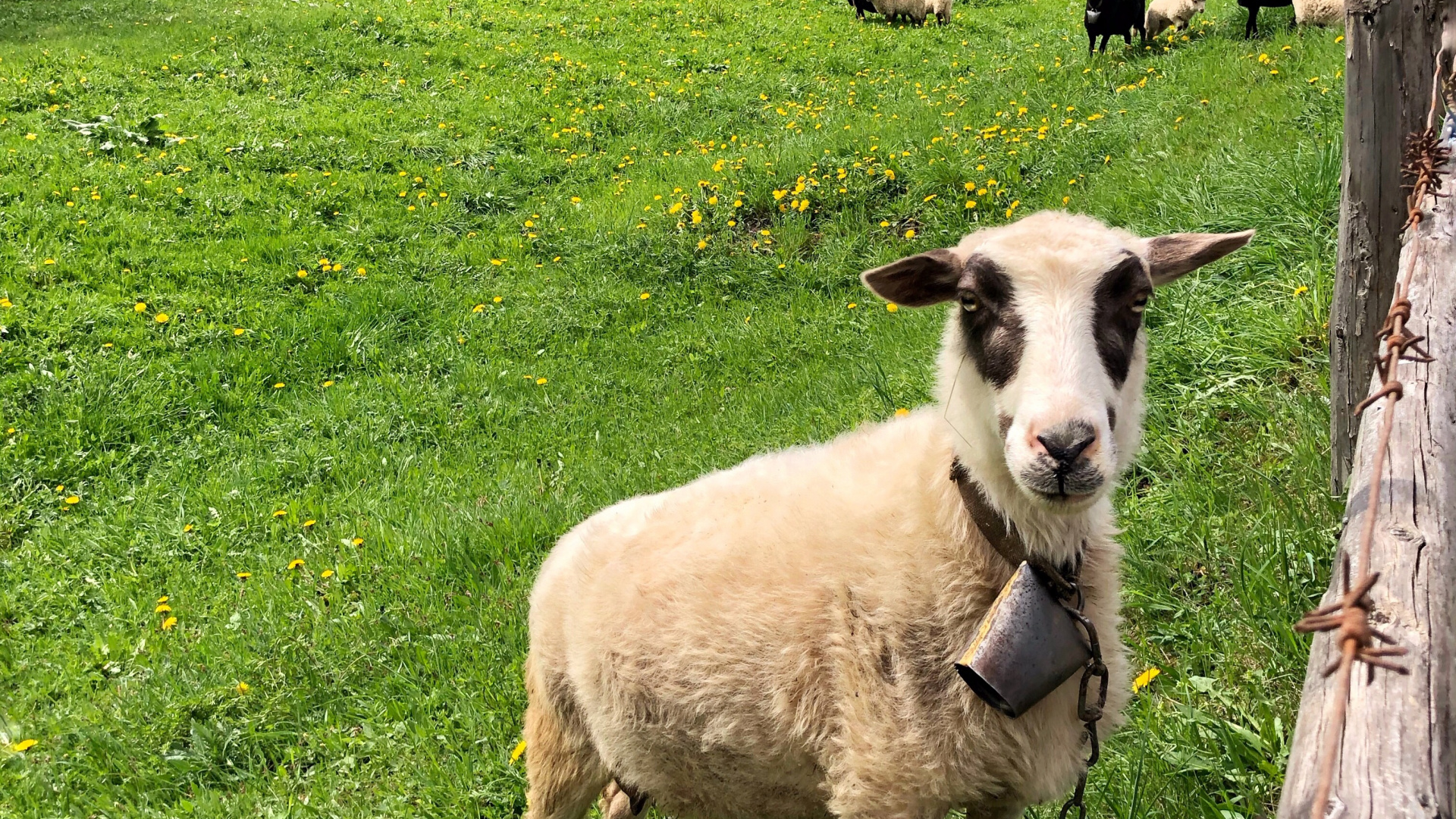 Обои овца, окружающая среда, зеленый, выгон, природный ландшафт в разрешении 1920x1080