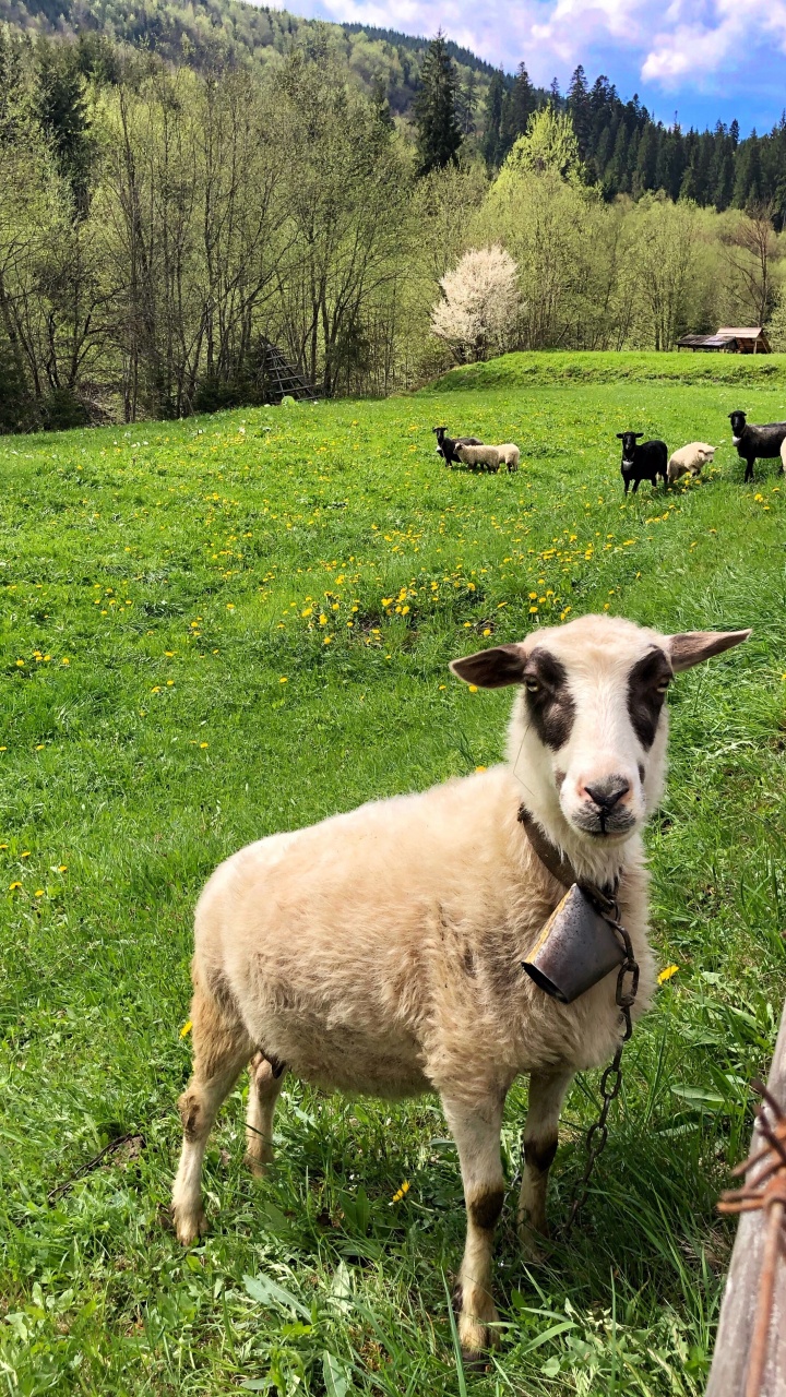 Обои овца, окружающая среда, зеленый, выгон, природный ландшафт в разрешении 720x1280