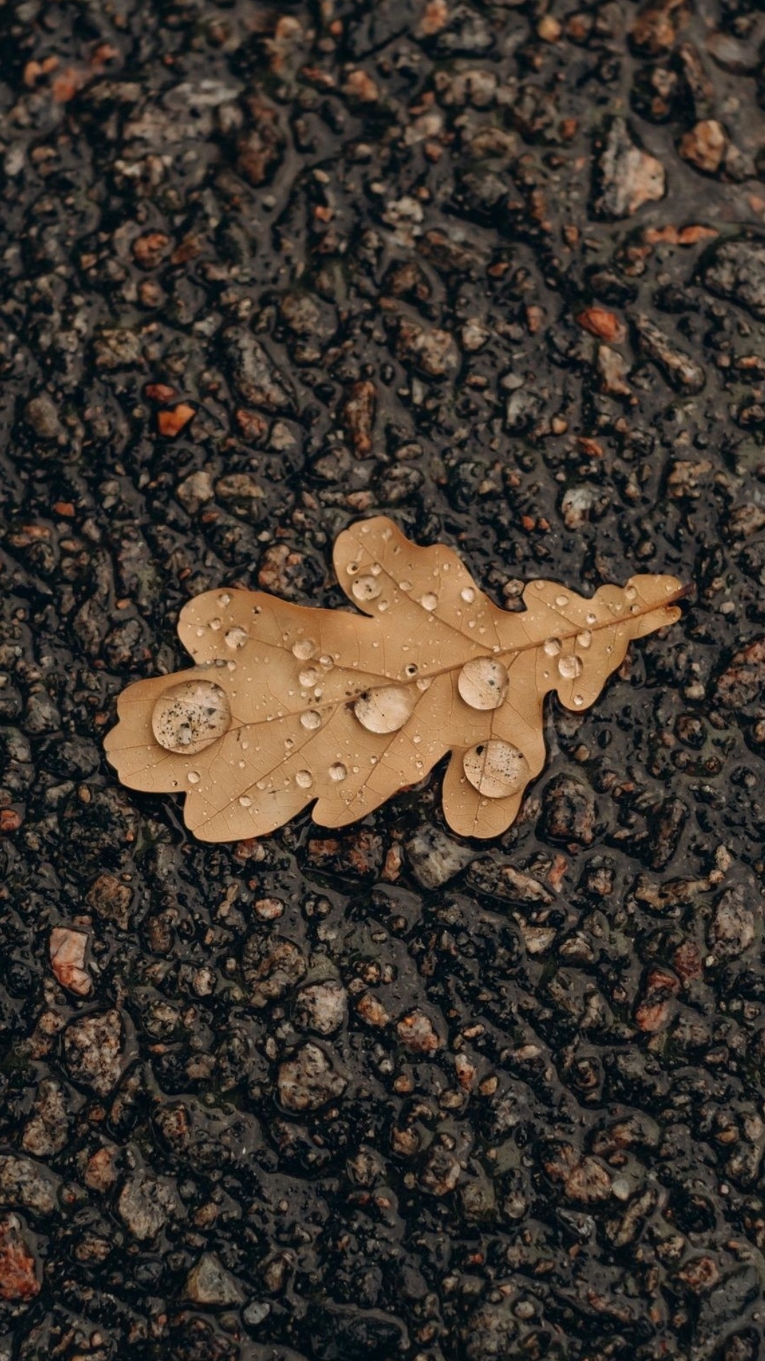 Обои лист, дуб, растение, дорожное покрытие, асфальт в разрешении 1080x1920