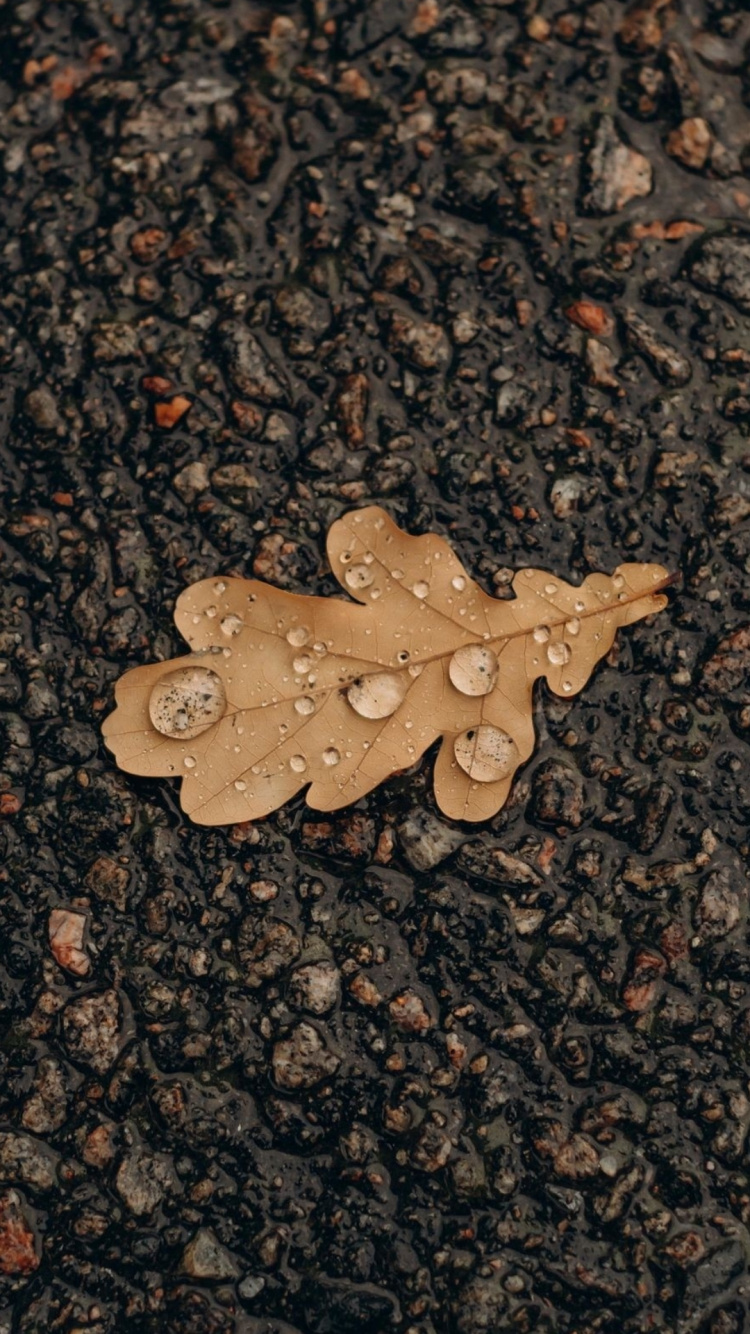 Обои лист, дуб, растение, дорожное покрытие, асфальт в разрешении 750x1334