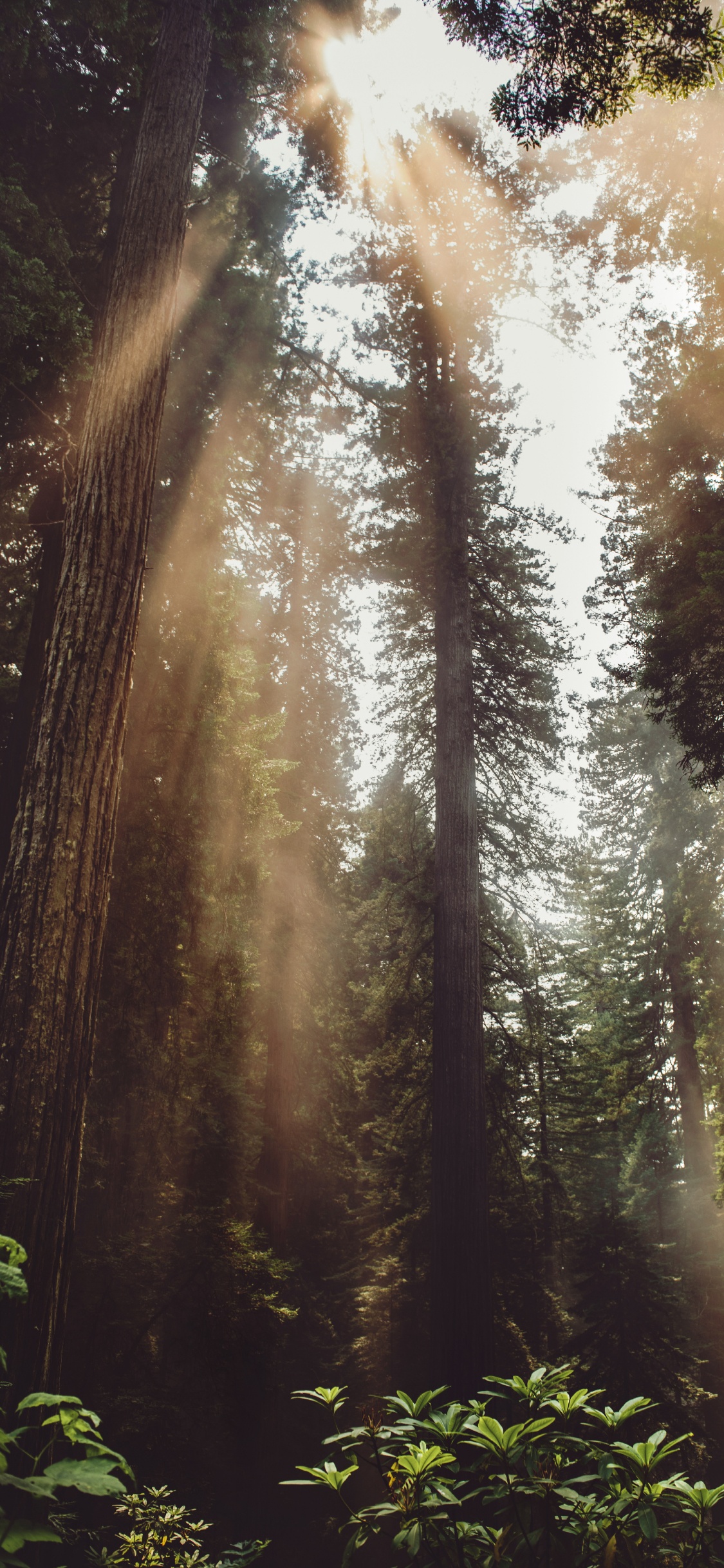 Обои свет, джунгли, растительность, старовозрастные леса, солнечный свет в разрешении 1125x2436