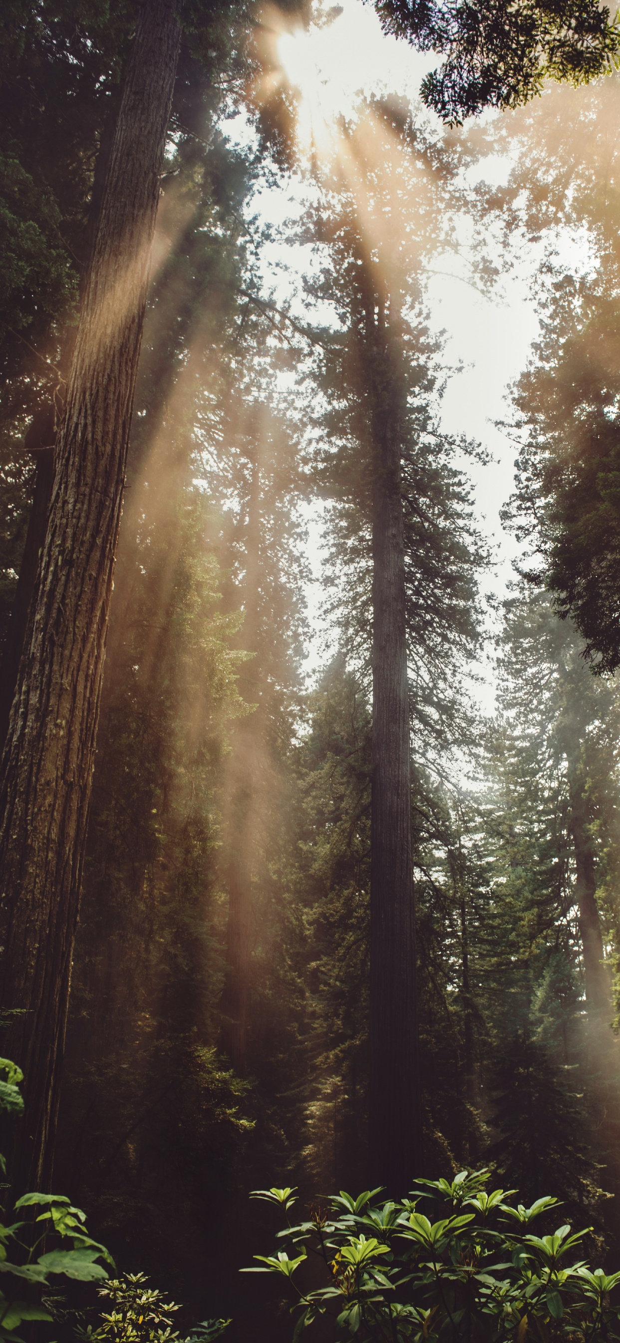 Обои свет, джунгли, растительность, старовозрастные леса, солнечный свет в разрешении 1242x2688