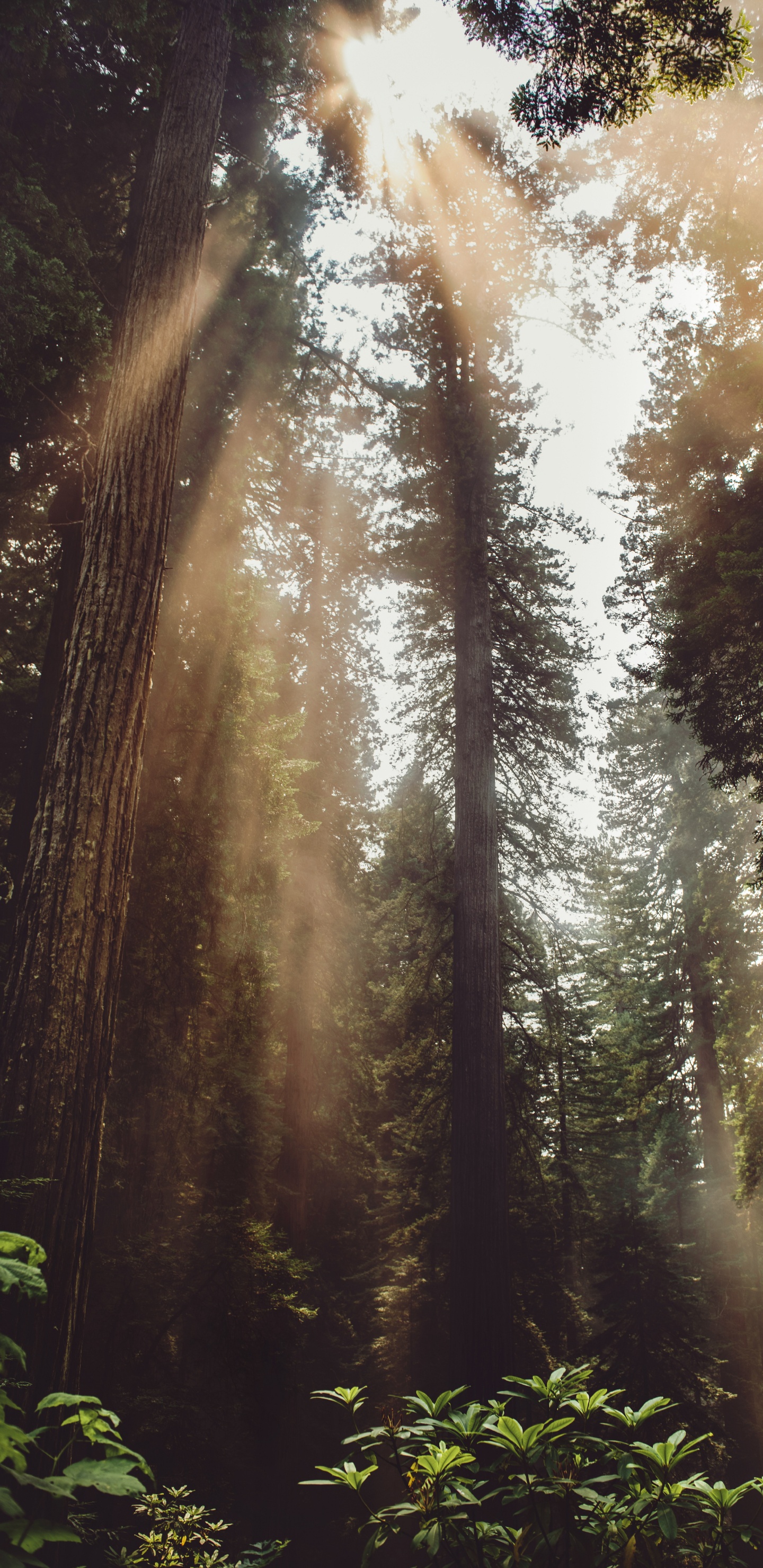 Обои свет, джунгли, растительность, старовозрастные леса, солнечный свет в разрешении 1440x2960