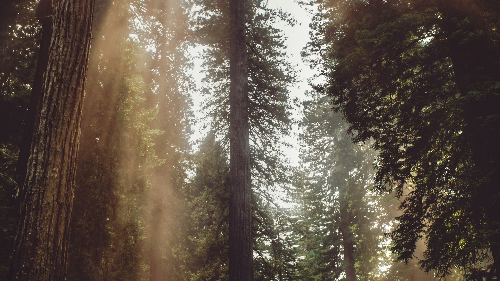 Обои свет, джунгли, растительность, старовозрастные леса, солнечный свет в разрешении 1920x1080