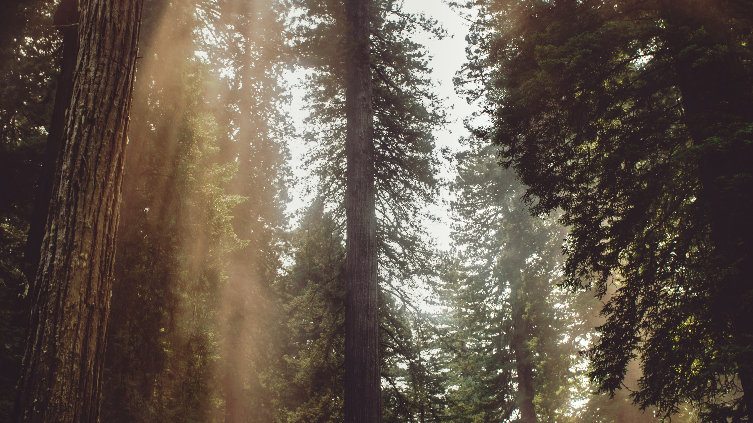 Обои свет, джунгли, растительность, старовозрастные леса, солнечный свет в разрешении 2560x1440