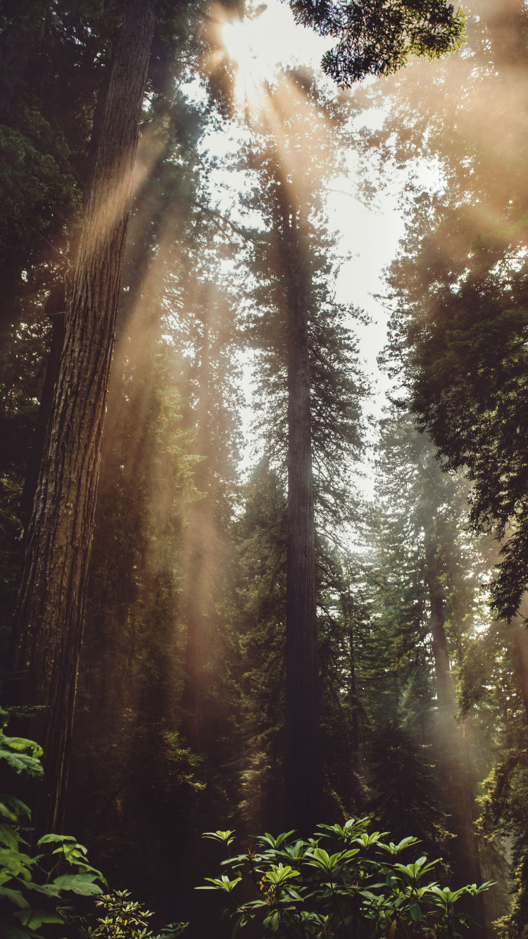 Обои свет, джунгли, растительность, старовозрастные леса, солнечный свет в разрешении 750x1334