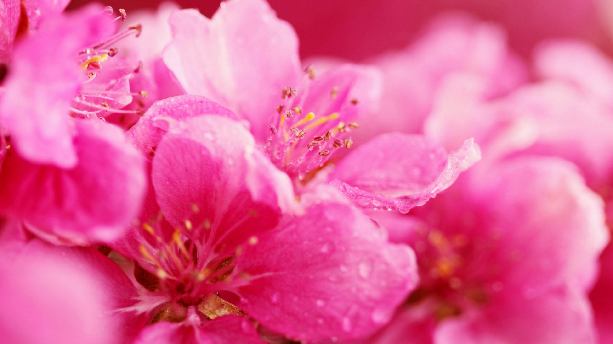 Обои лепесток, розовый, весна, расцвет, цветение вишни в разрешении 2560x1440