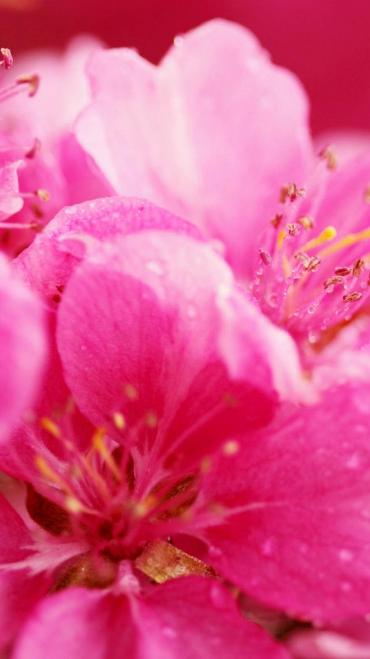 Обои лепесток, розовый, весна, расцвет, цветение вишни в разрешении 720x1280