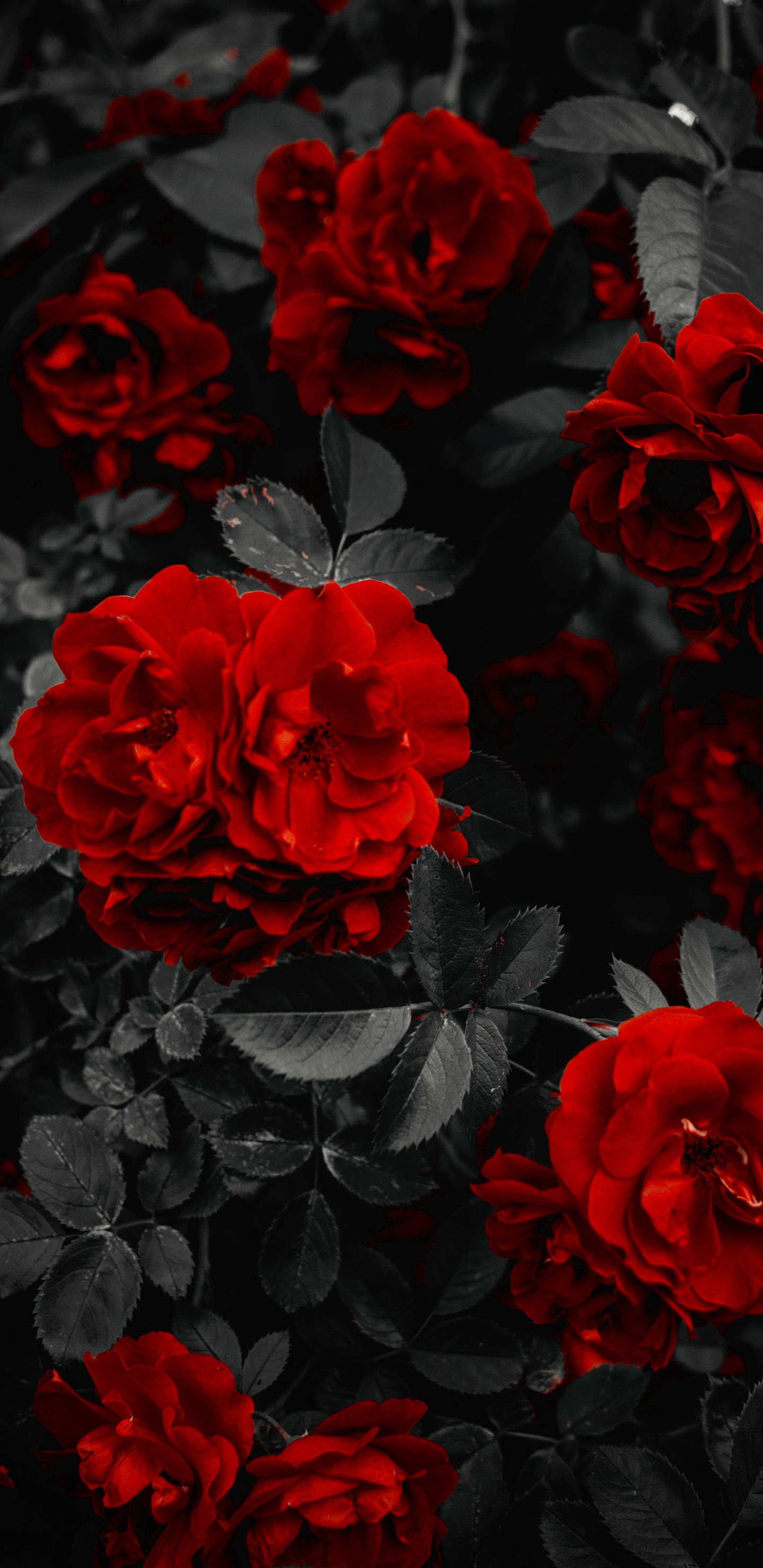 Обои сад роз, цветок, лепесток, черный, растение в разрешении 1440x2960