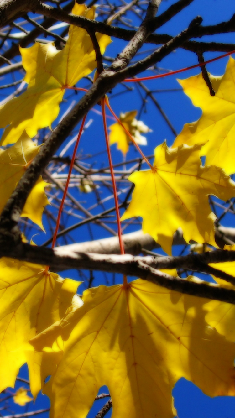 Обои желтые осенние листья, осень, лист, желтый, дерево в разрешении 750x1334