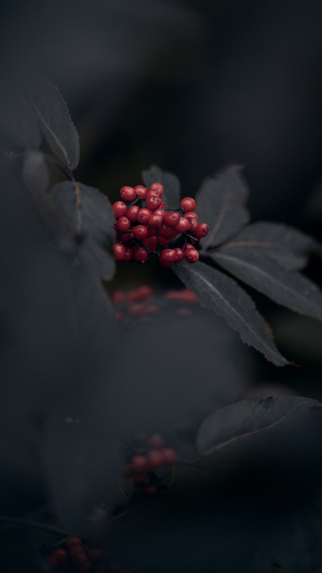 Обои темнота, красный цвет, черный, лист, растение в разрешении 1080x1920