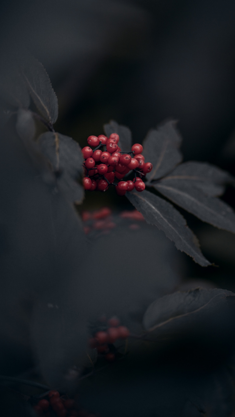 Обои темнота, красный цвет, черный, лист, растение в разрешении 750x1334