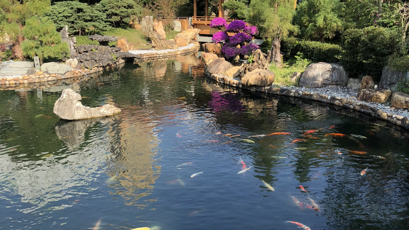 Обои отражение, водоем, вода, гидроресурсы, сад в разрешении 1366x768