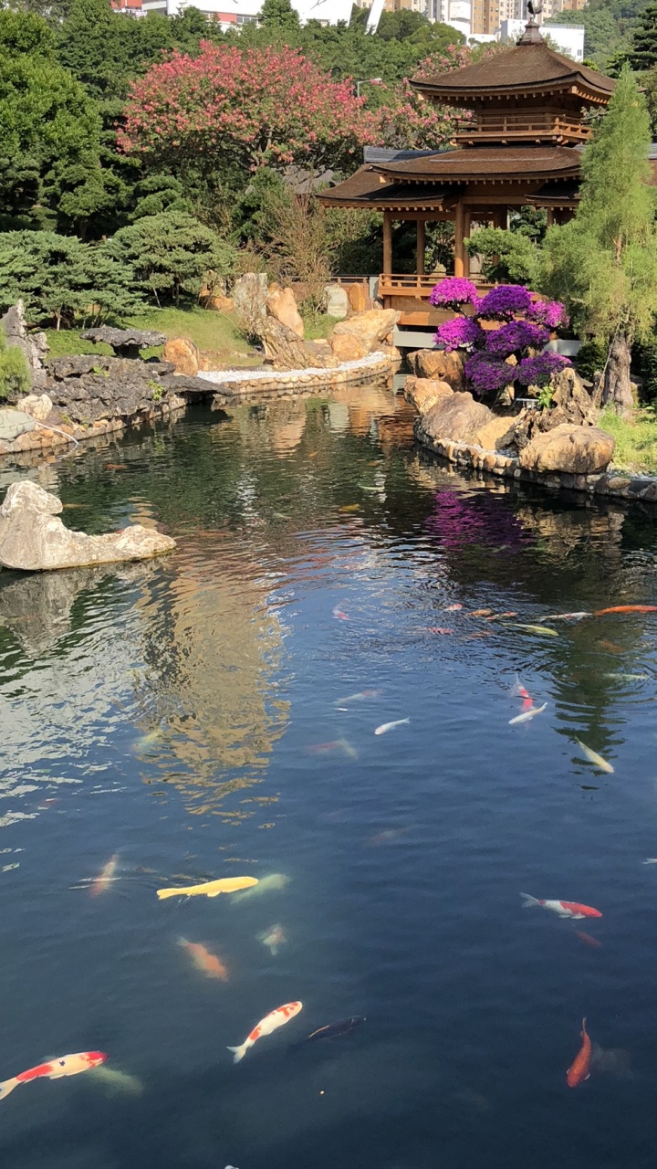 Обои отражение, водоем, вода, гидроресурсы, сад в разрешении 720x1280