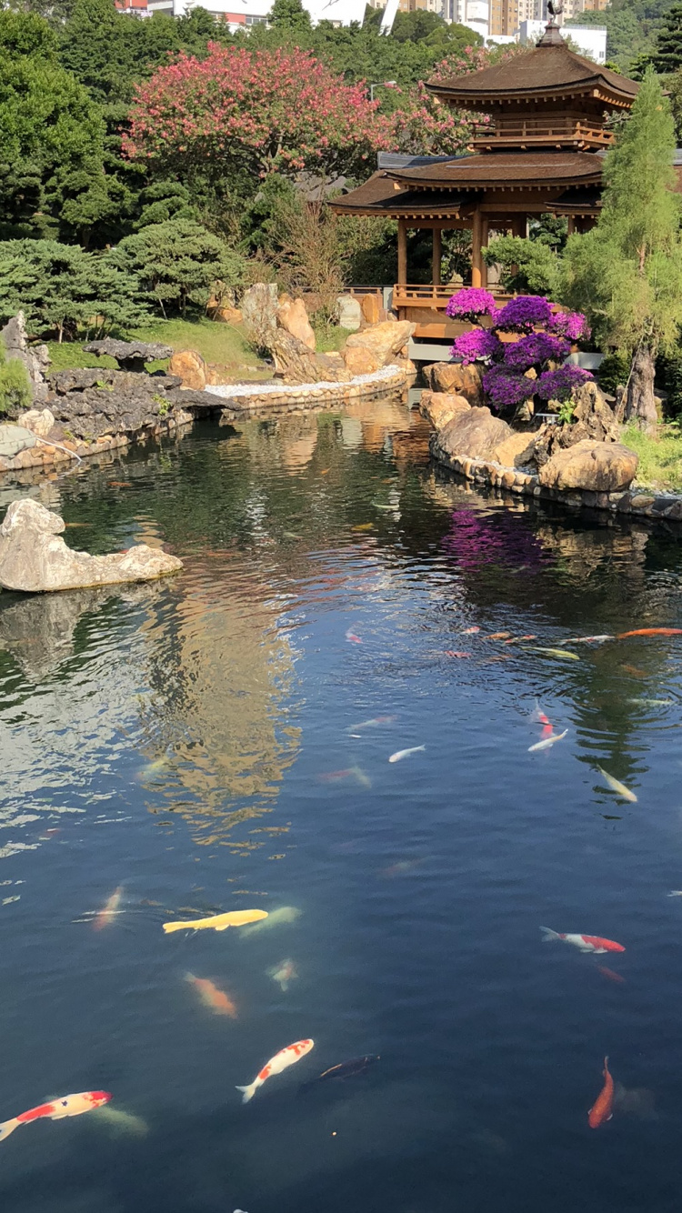 Обои отражение, водоем, вода, гидроресурсы, сад в разрешении 750x1334