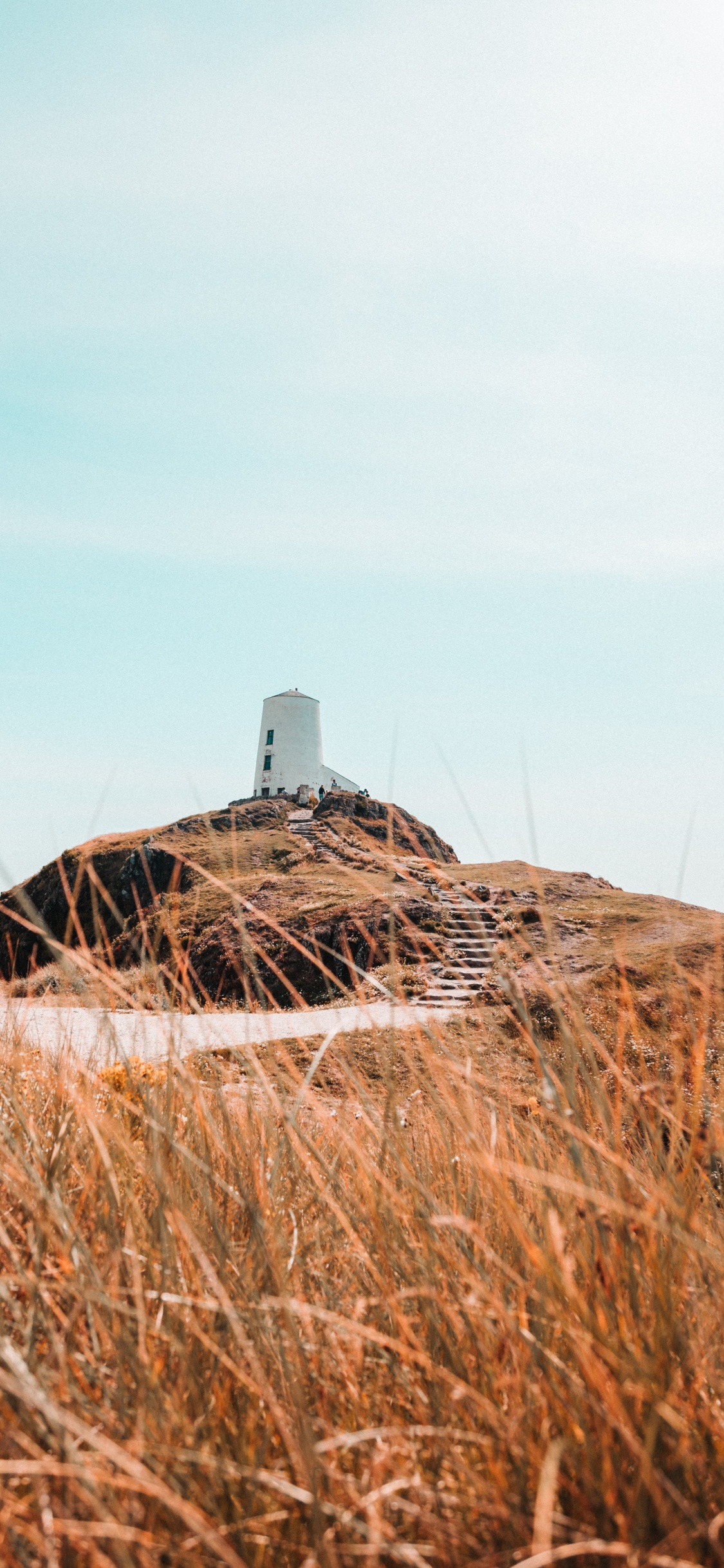 Обои семейство травы, поле, сено, солома, растение в разрешении 1125x2436