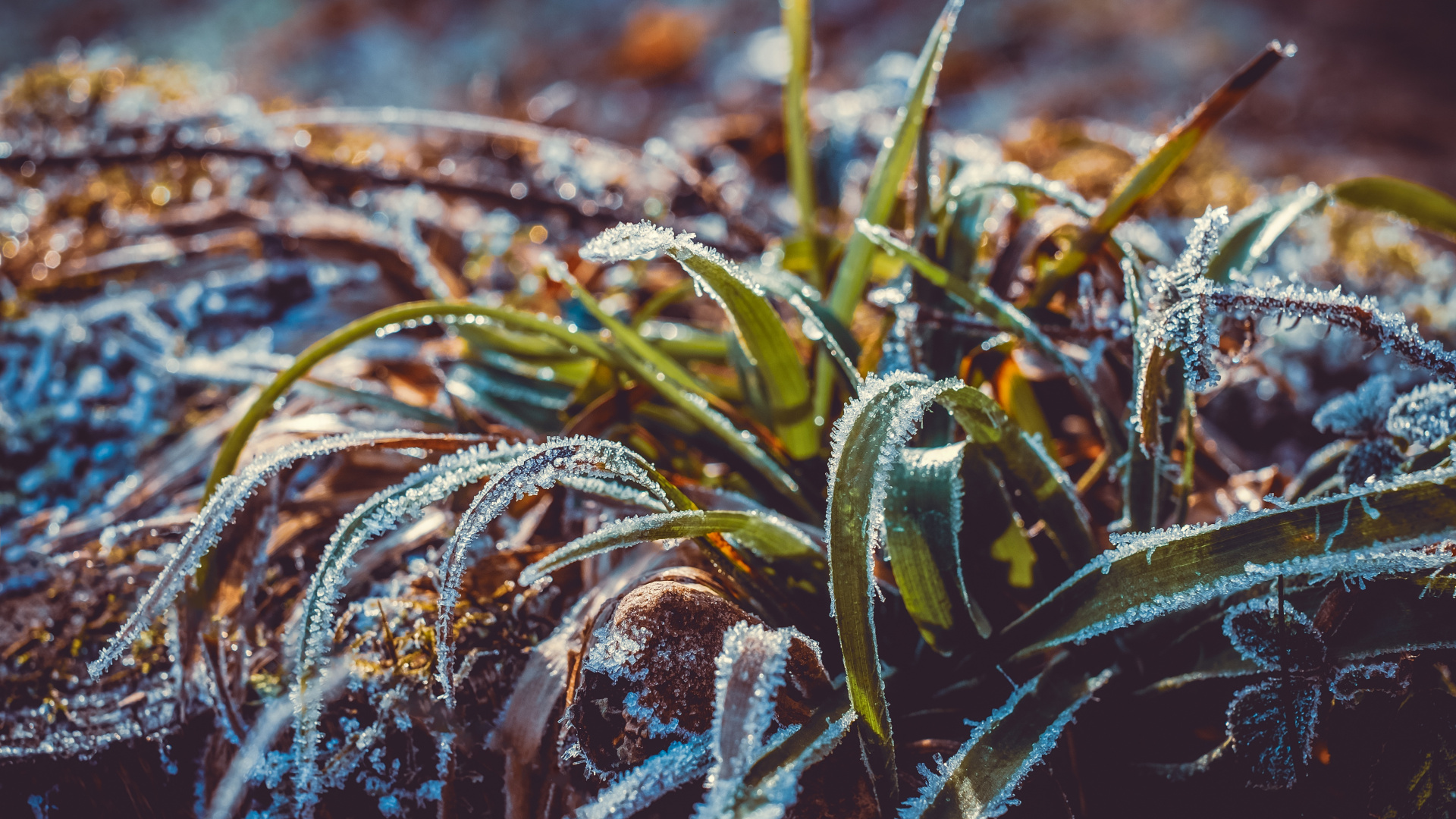 Обои мороз, вода, лист, растение, семейство травы в разрешении 1920x1080
