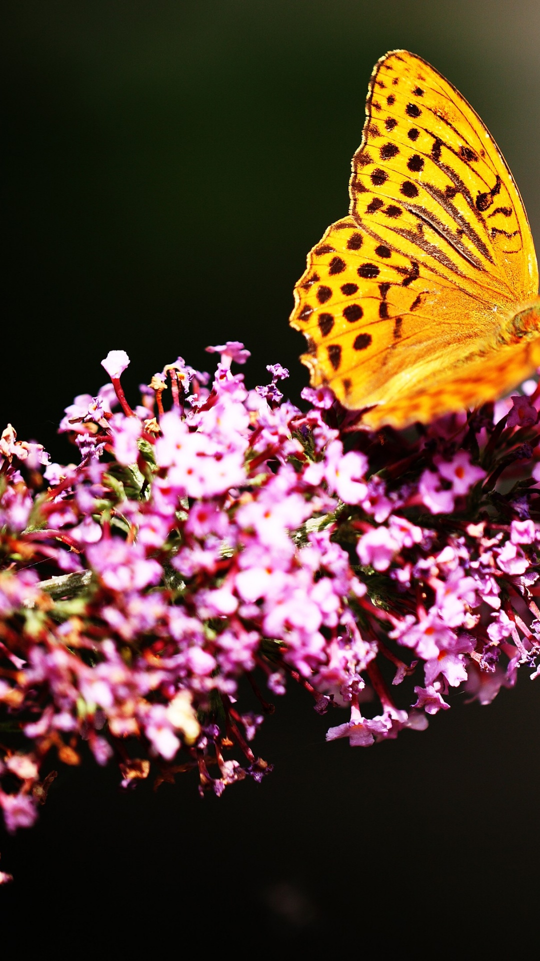 Обои кровососущие насекомые, цветок, растение, членистоногое, опылитель в разрешении 1080x1920