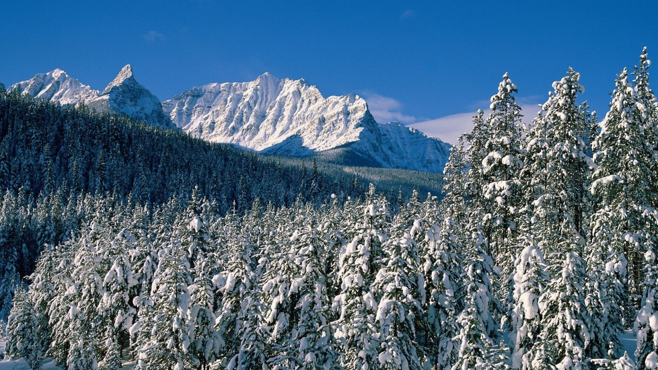 Обои снег, зима, дерево, гора, ель в разрешении 1280x720