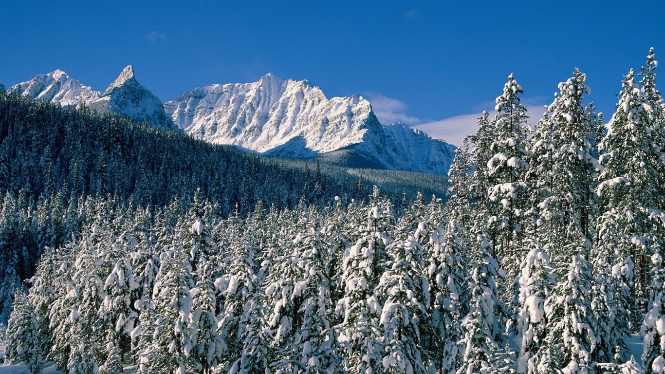 Обои снег, зима, дерево, гора, ель в разрешении 1366x768