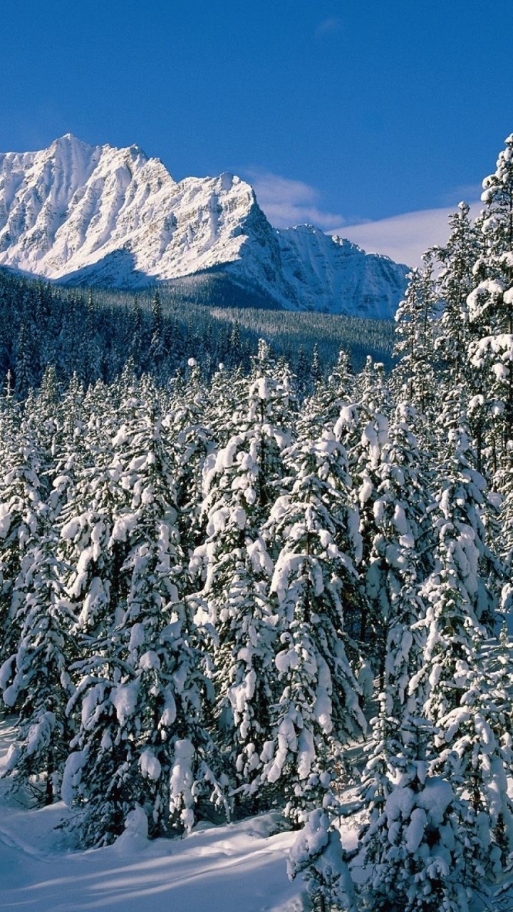 Обои снег, зима, дерево, гора, ель в разрешении 720x1280