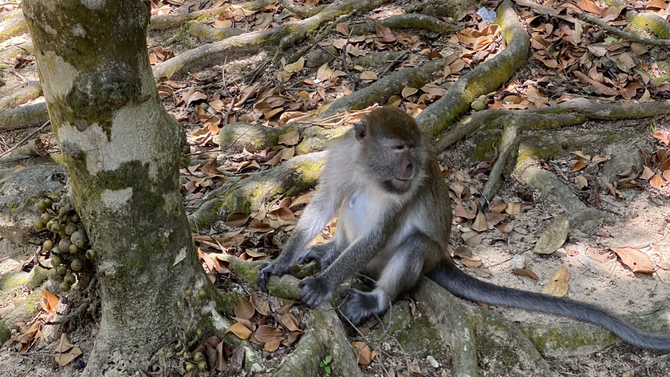 Обои примас, Новый мир обезьян, наука, природа, окружающая среда в разрешении 1366x768